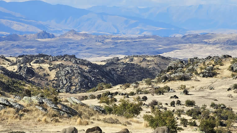 Chasse nz