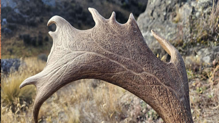 Chasse nz