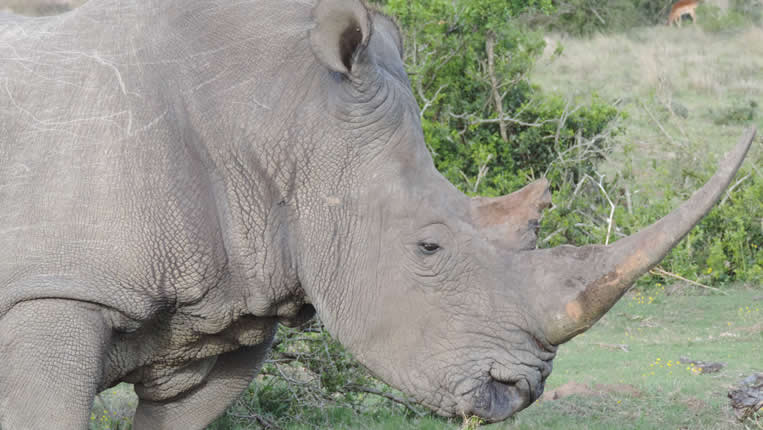 Safari Afrique Chasse