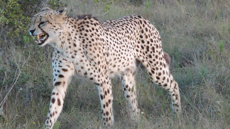 Safari Afrique Chasse