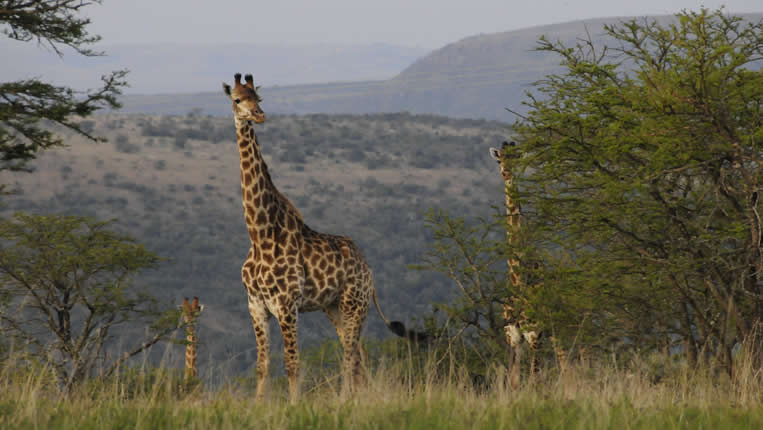 Safari Afrique Chasse