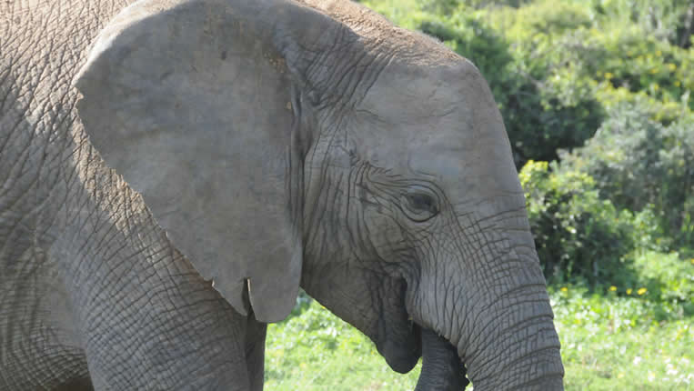 Safari Afrique Chasse