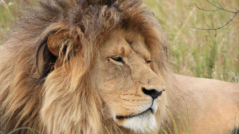 safari photo