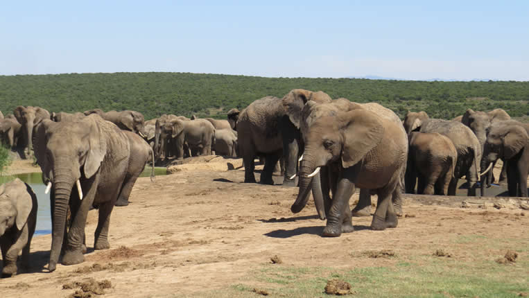 safari photo