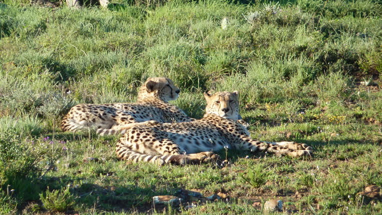 safari photo