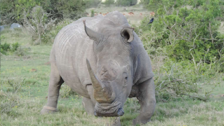 safari photo