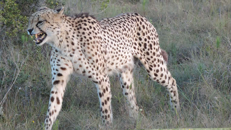 safari photo