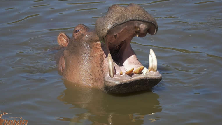 safari photo